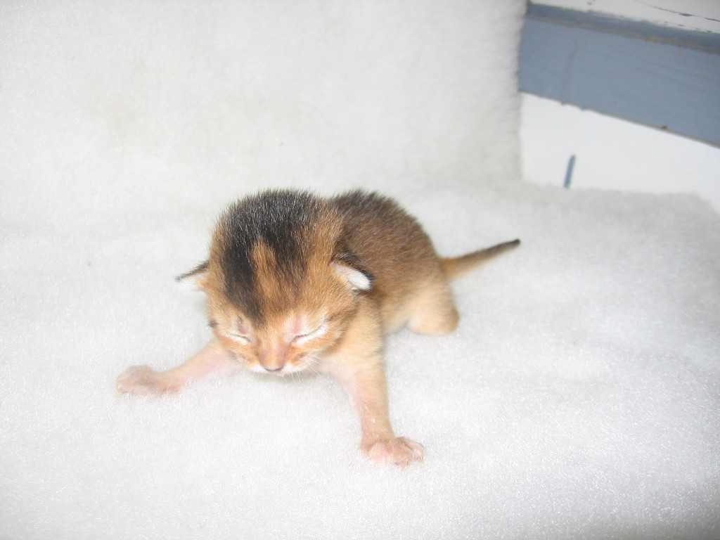 Essence Tadelech (Tad) my most special little usual tortie girl at 1 week old.